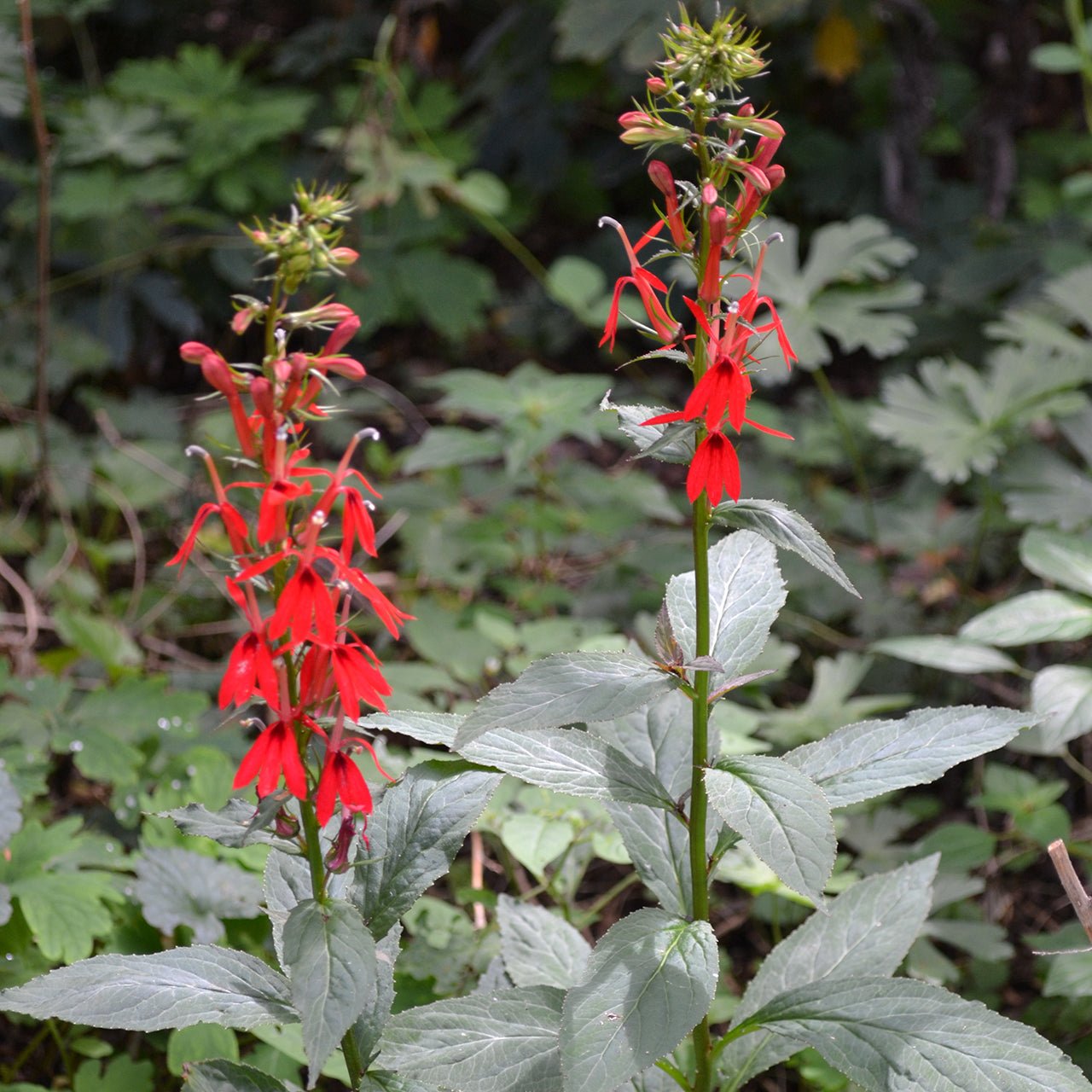 Cardinal Flower Seeds (Lobelia cardinalis) - Shop-orias