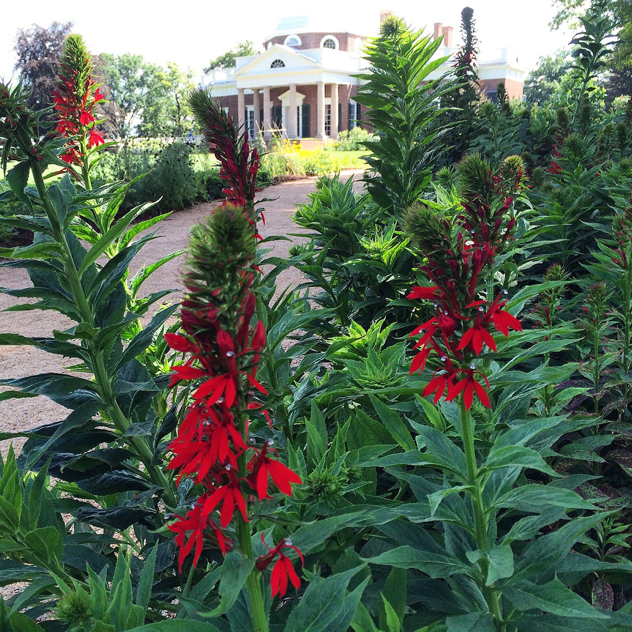 Cardinal Flower Seeds (Lobelia cardinalis) - Shop-orias