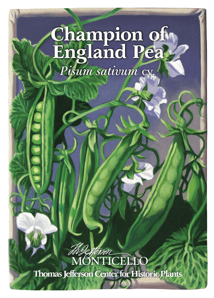 Champion of England Pea Seeds (Pisum sativum cv.) - Shop-orias