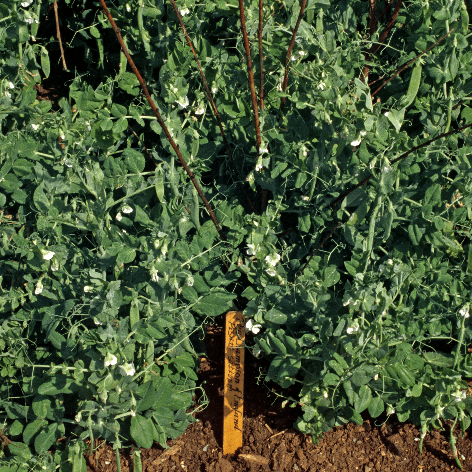 Champion of England Pea Seeds (Pisum sativum cv.) - Shop-orias