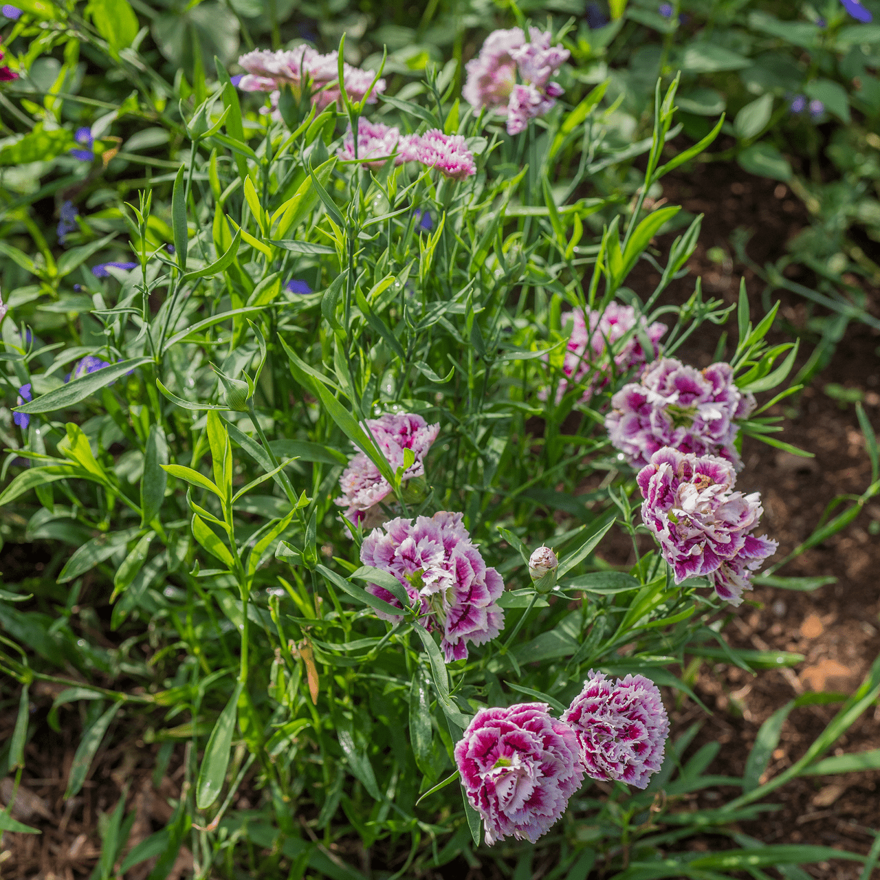China Pink Seeds (Dianthus chinensis) - Shop-orias