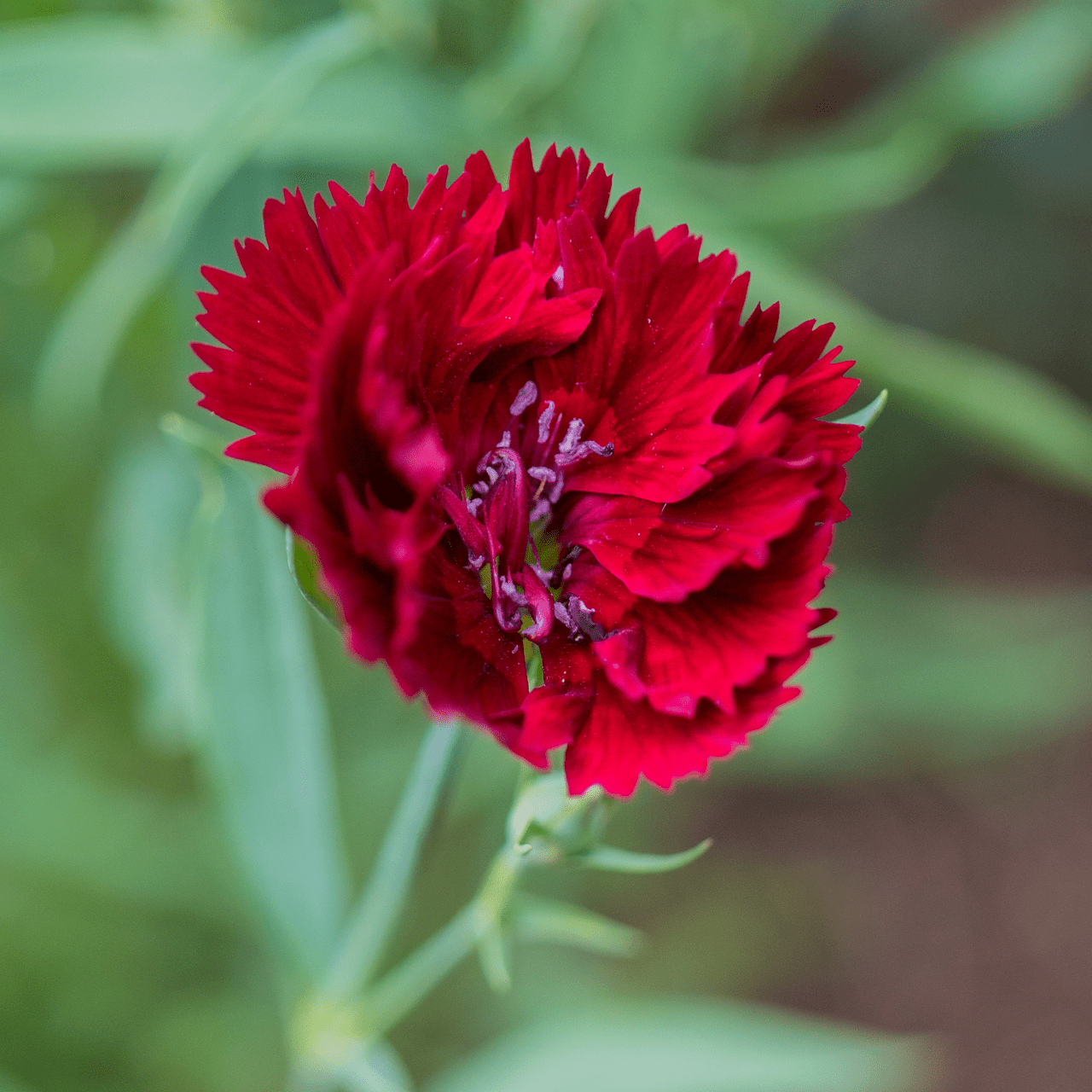 China Pink Seeds (Dianthus chinensis) - Shop-orias
