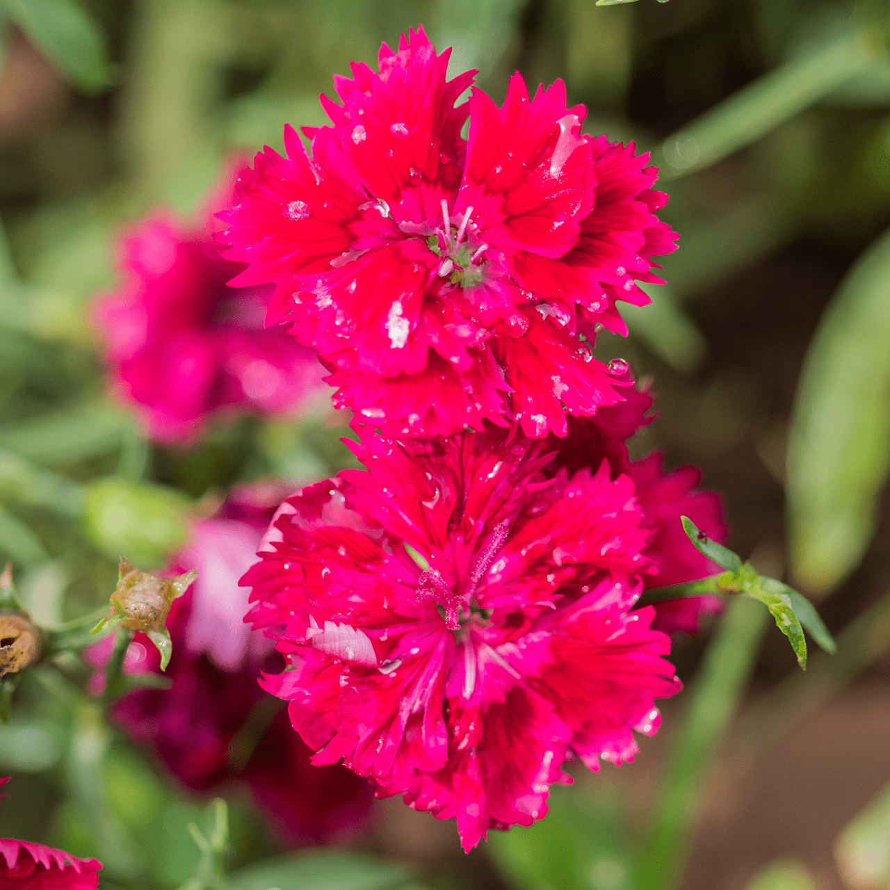 China Pink Seeds (Dianthus chinensis) - Shop-orias