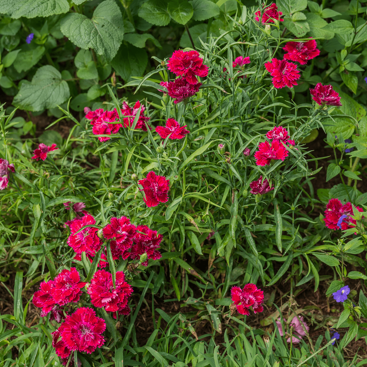 China Pink Seeds (Dianthus chinensis) - Shop-orias