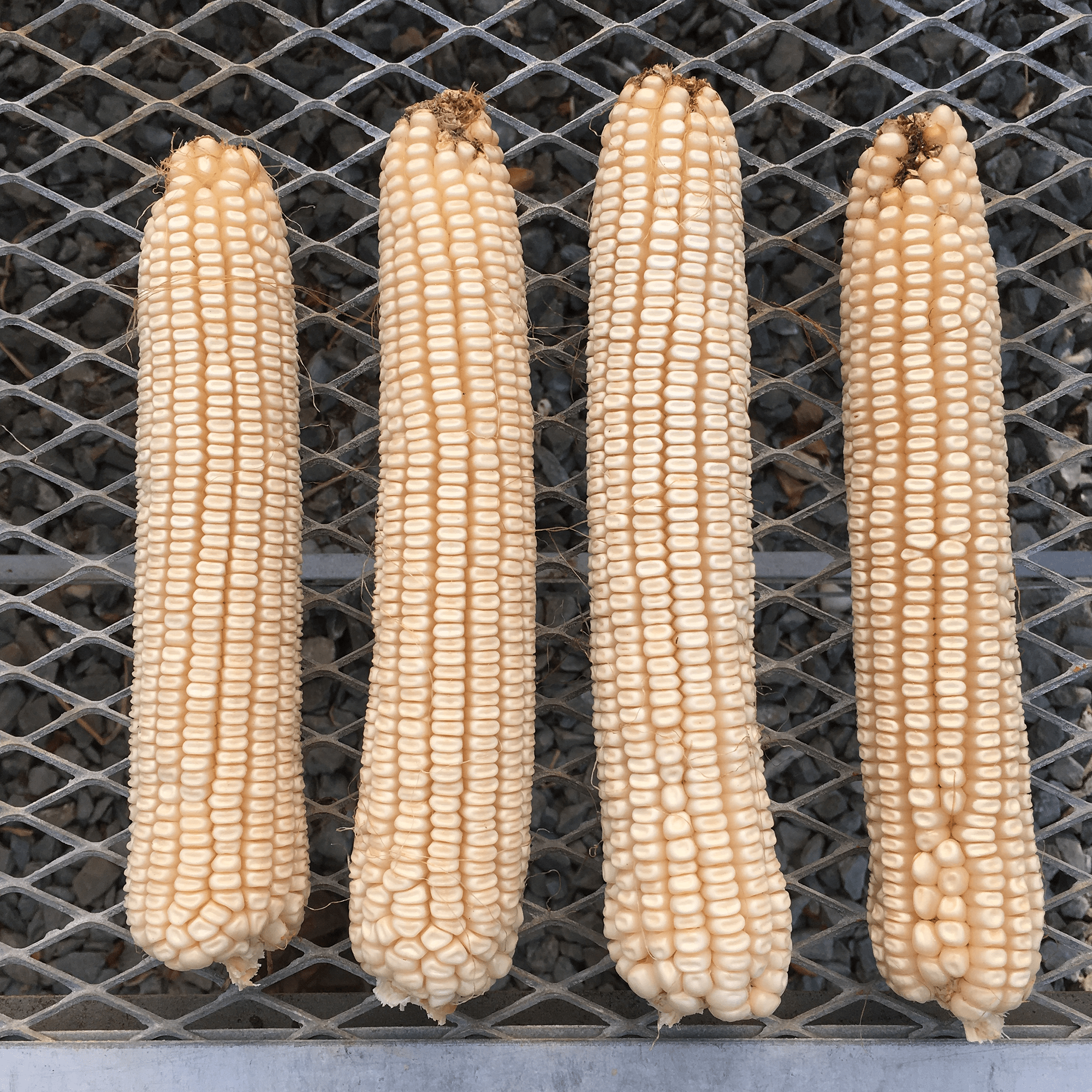 Cocke's Prolific Corn Seed (Zea mays cv.) - Shop-orias
