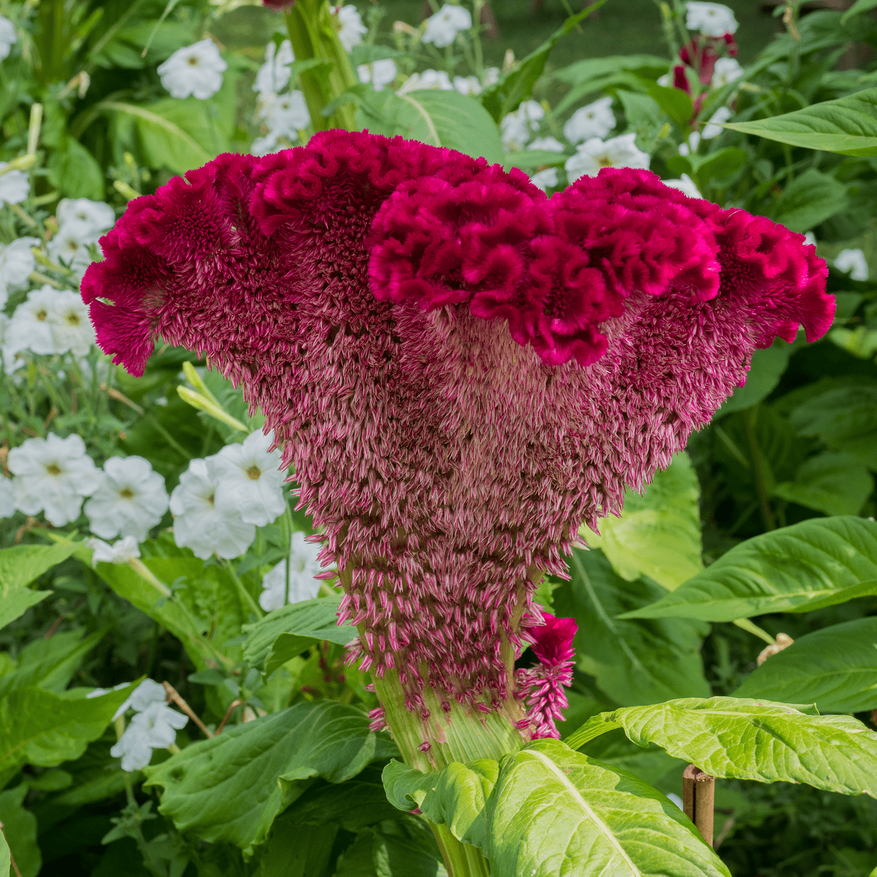 Cockscomb Seeds (Celosia argentea var. cristata) - Shop-orias