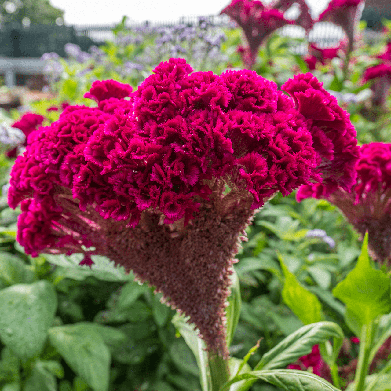 Cockscomb Seeds (Celosia argentea var. cristata) - Shop-orias