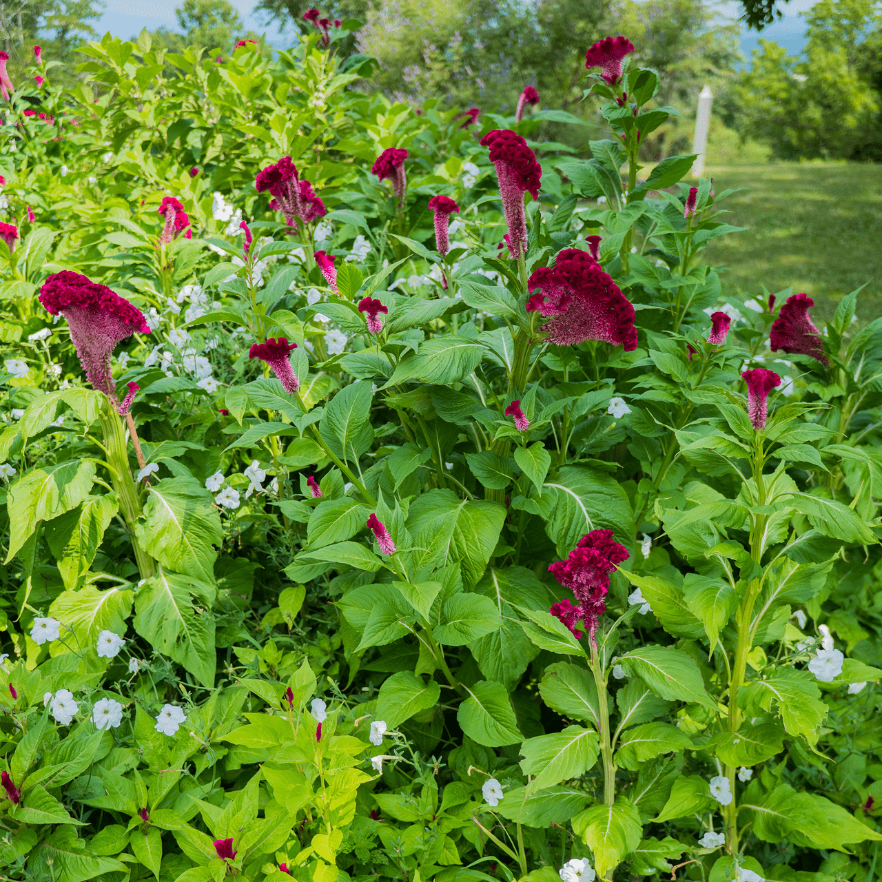 Cockscomb Seeds (Celosia argentea var. cristata) - Shop-orias