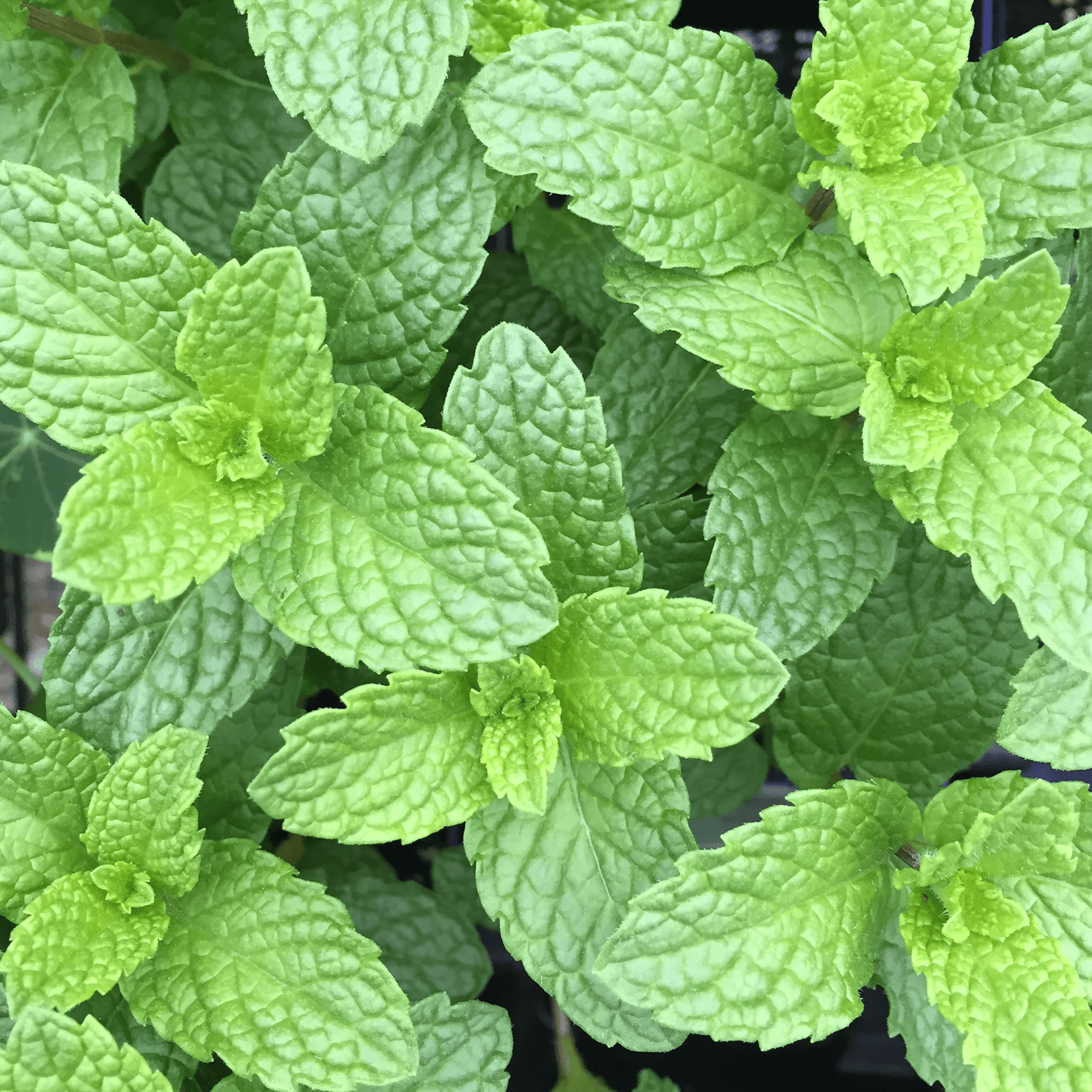 Common Mint Seeds (Mentha spp.) - Shop-orias