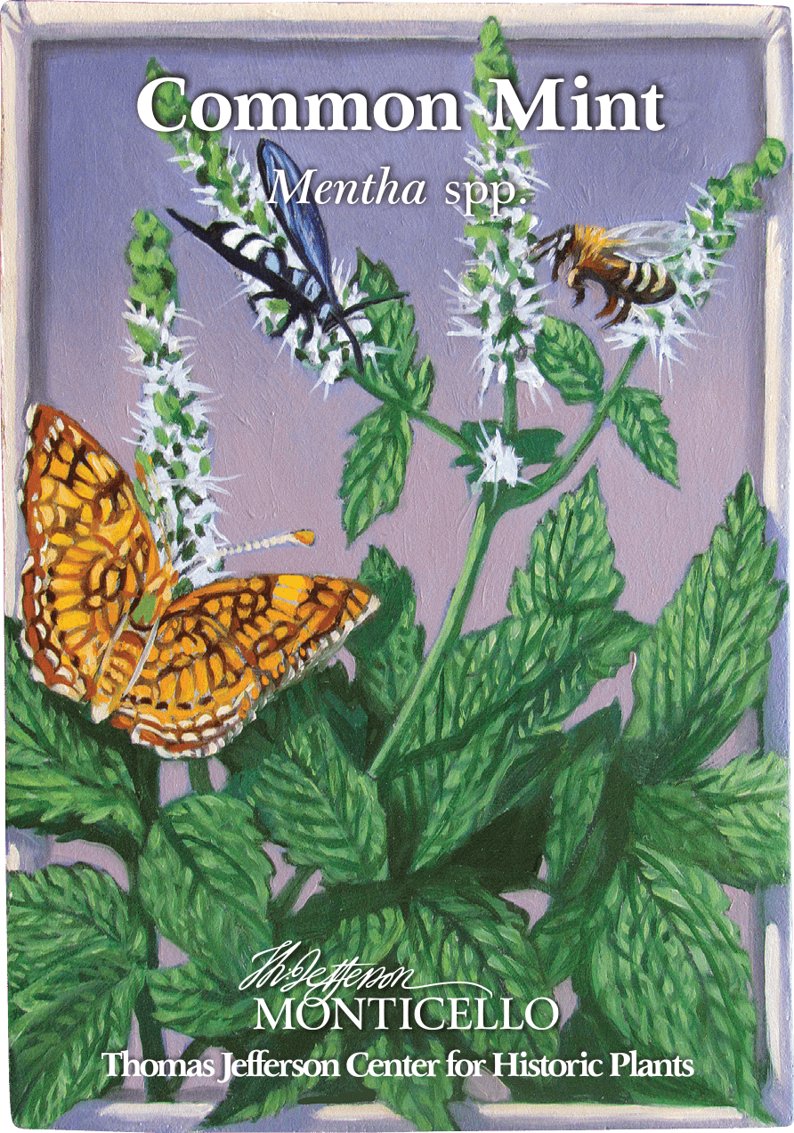 Common Mint Seeds (Mentha spp.) - Shop-orias