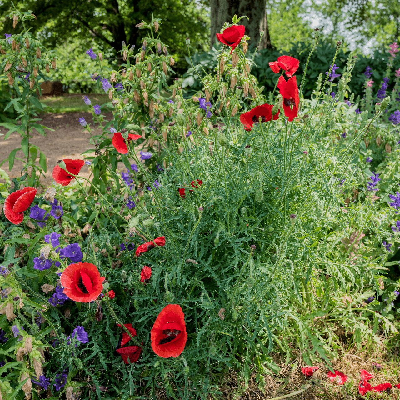 Corn Poppy Seeds (Papaver rhoeas) - Shop-orias