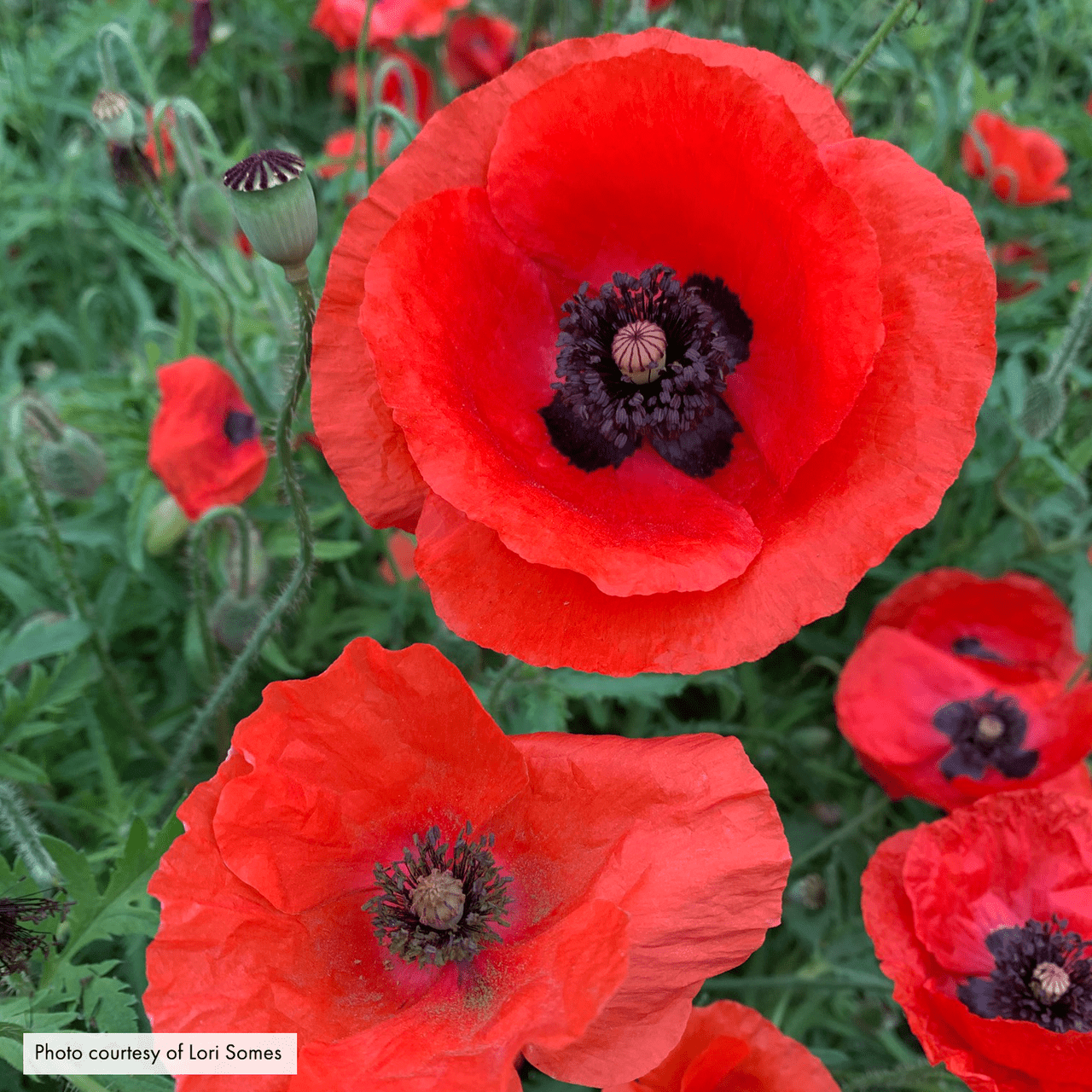 Corn Poppy Seeds (Papaver rhoeas) - Shop-orias