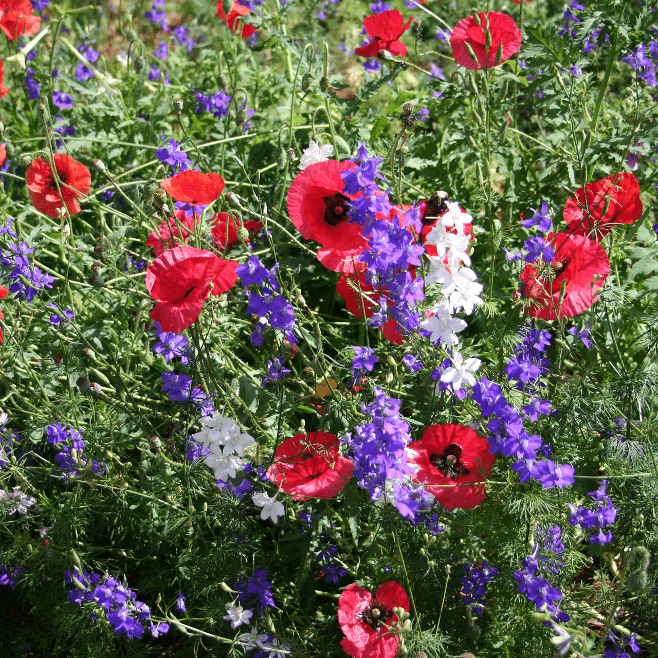 Corn Poppy Seeds (Papaver rhoeas) - Shop-orias