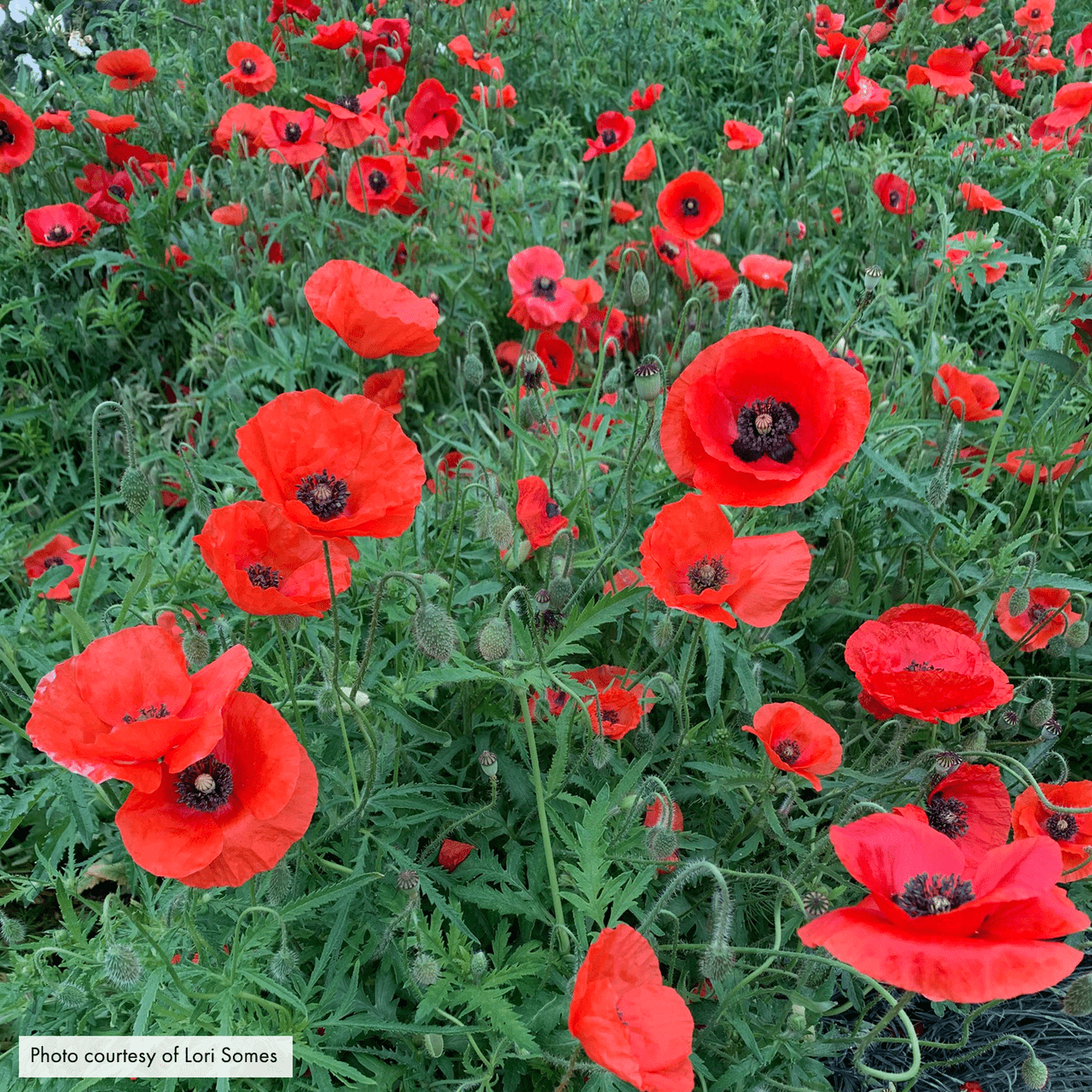 Corn Poppy Seeds (Papaver rhoeas) - Shop-orias