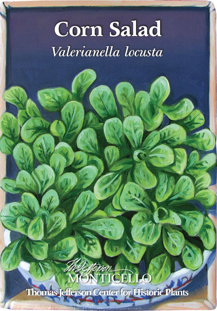 Corn Salad Seeds (Valerianella locusta) - Shop-orias