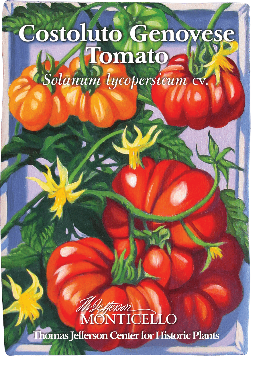 Costoluto Genovese Tomato Seeds (Solanum lycopersicum cv.) - Shop-orias