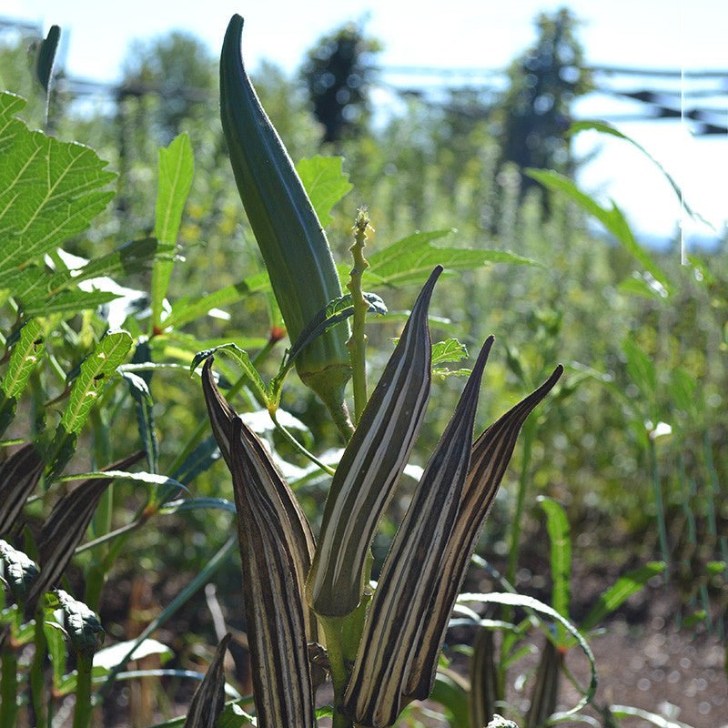 Cow's Horn Okra Seeds (Abelmoschus esculentus cv.) - Shop-orias