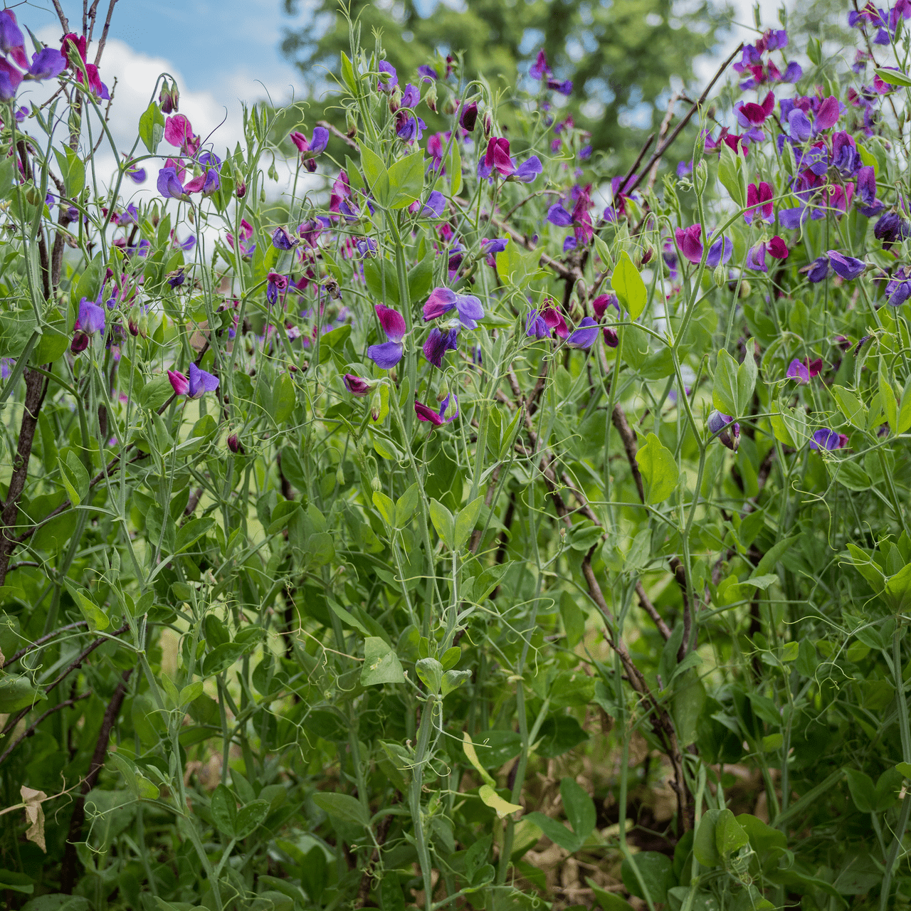 Cupani Sweet Pea Seeds (Lathyrus odoratus) - Shop-orias