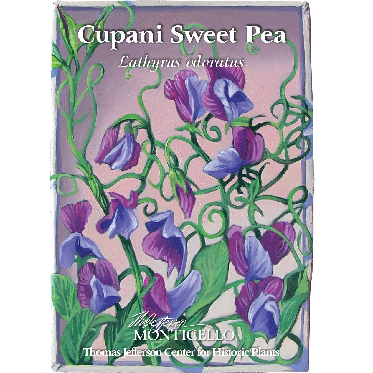 Cupani Sweet Pea Seeds (Lathyrus odoratus) - Shop-orias