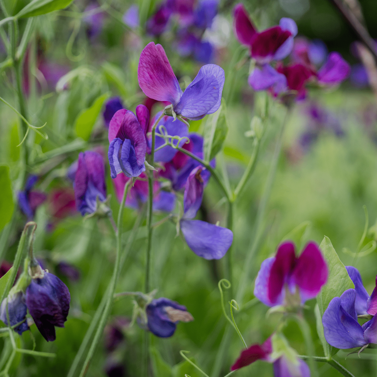 Cupani Sweet Pea Seeds (Lathyrus odoratus) - Shop-orias