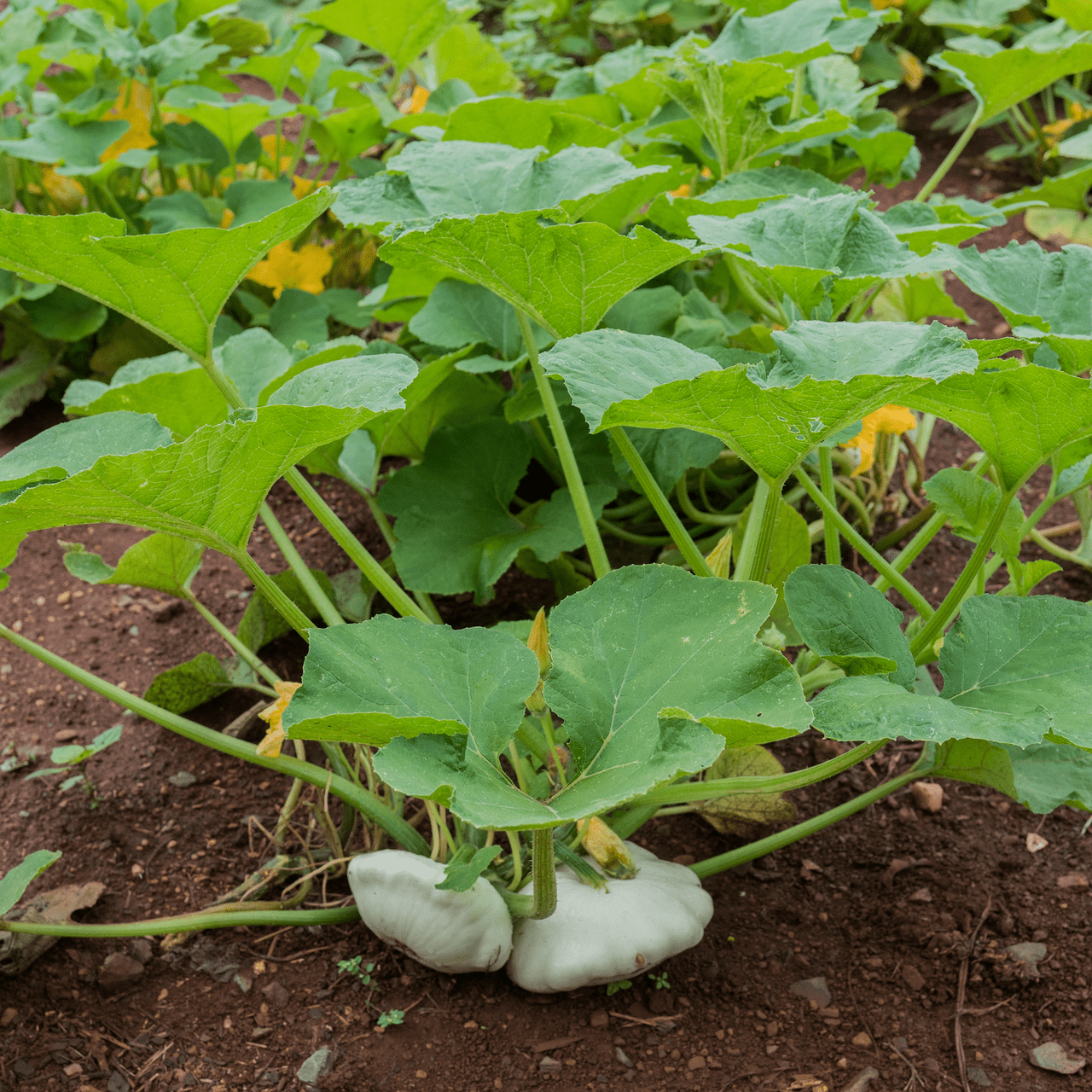 Cymling or Pattypan Squash Seeds (Cucurbita pepo) - Shop-orias
