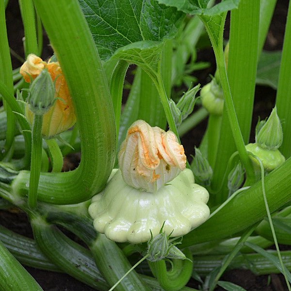Cymling or Pattypan Squash Seeds (Cucurbita pepo) - Shop-orias