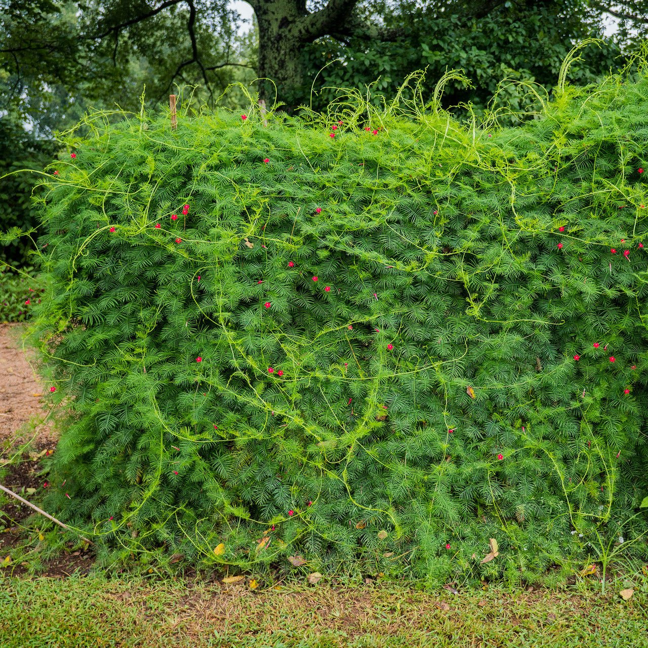 Cypress Vine Seeds (Ipomoea quamoclit) - Shop-orias