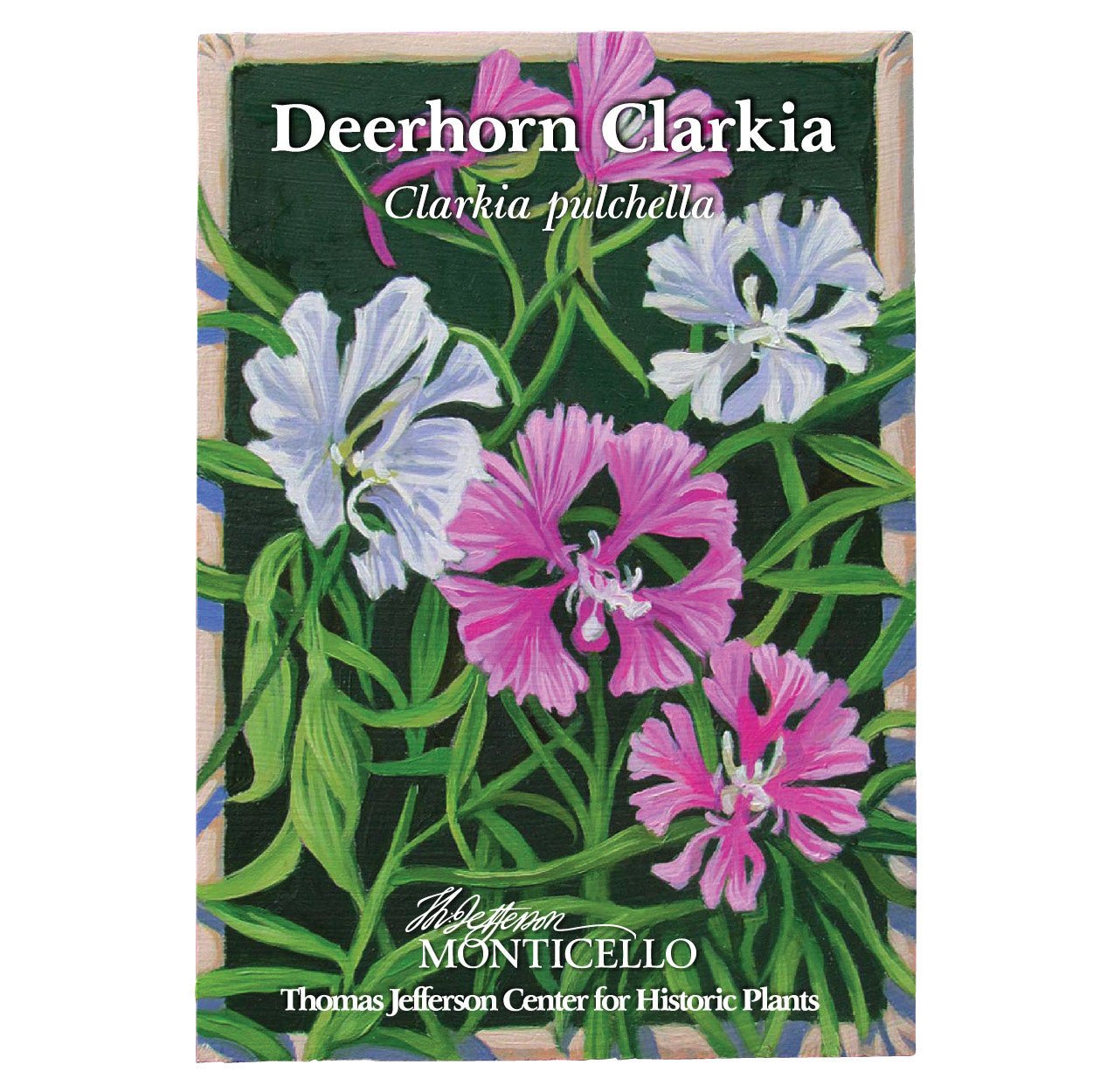 Deerhorn Clarkia Seeds (Clarkia pulchella) - Shop-orias