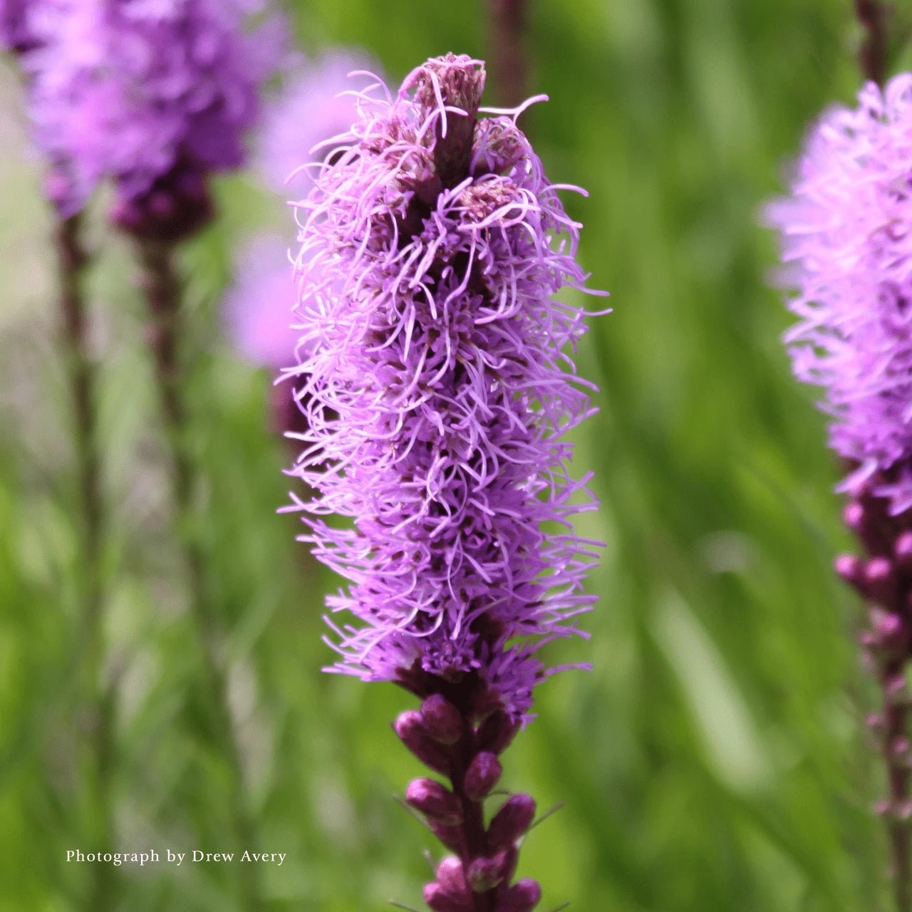 Dense Blazing Star (Liatris spicata) - Shop-orias