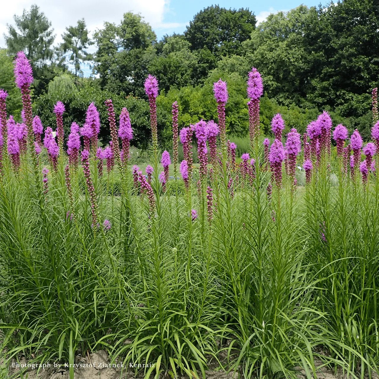 Dense Blazing Star (Liatris spicata) - Shop-orias
