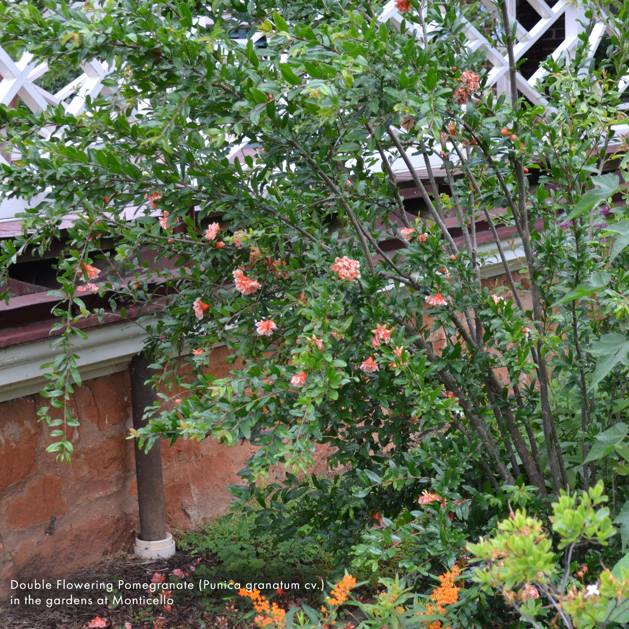 Double Flowering Pomegranate (Punica granatum cv.) - Shop-orias