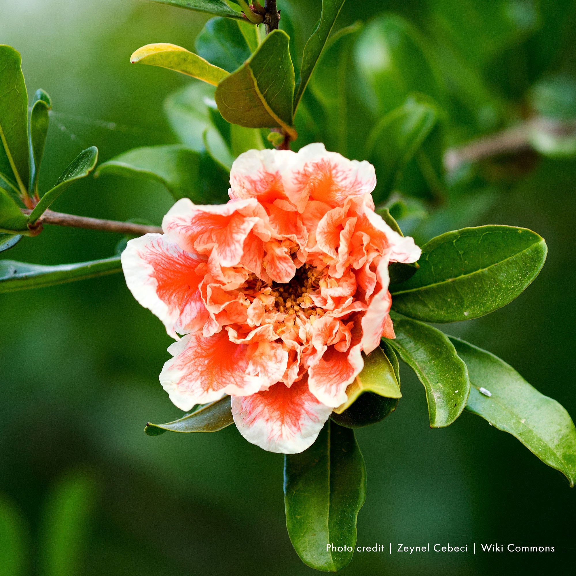 Double Flowering Pomegranate (Punica granatum cv.) - Shop-orias
