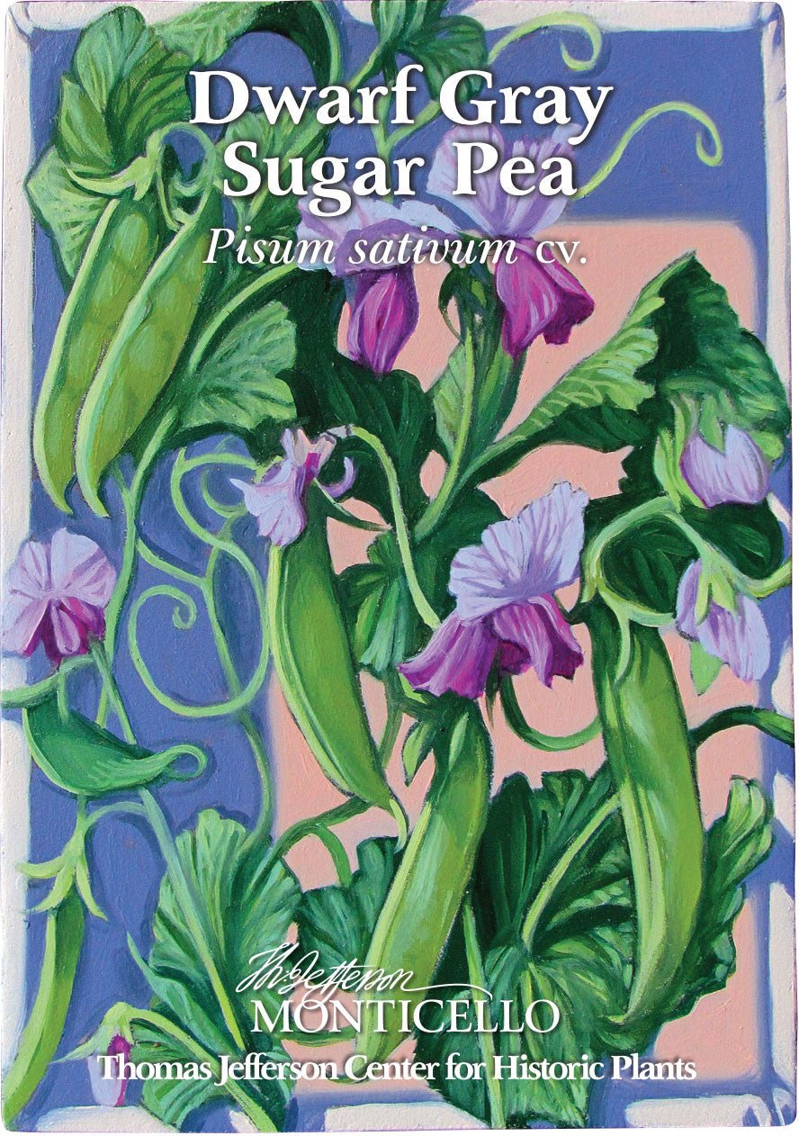 Dwarf Gray Sugar Pea Seeds (Pisum sativum cv.) - Shop-orias