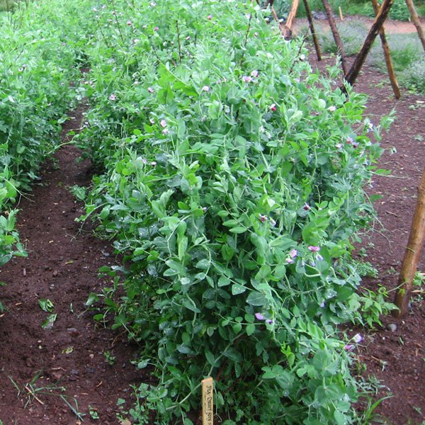 Dwarf Gray Sugar Pea Seeds (Pisum sativum cv.) - Shop-orias