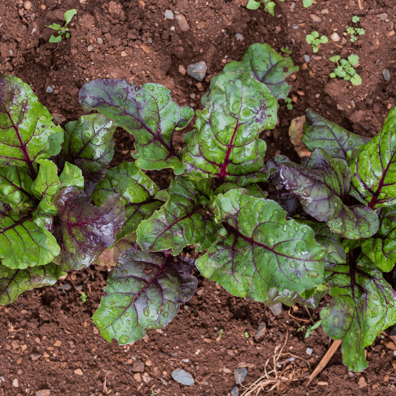 Early Blood Turnip - rooted Beet Seeds (Beta vulgaris cv.) - Shop-orias