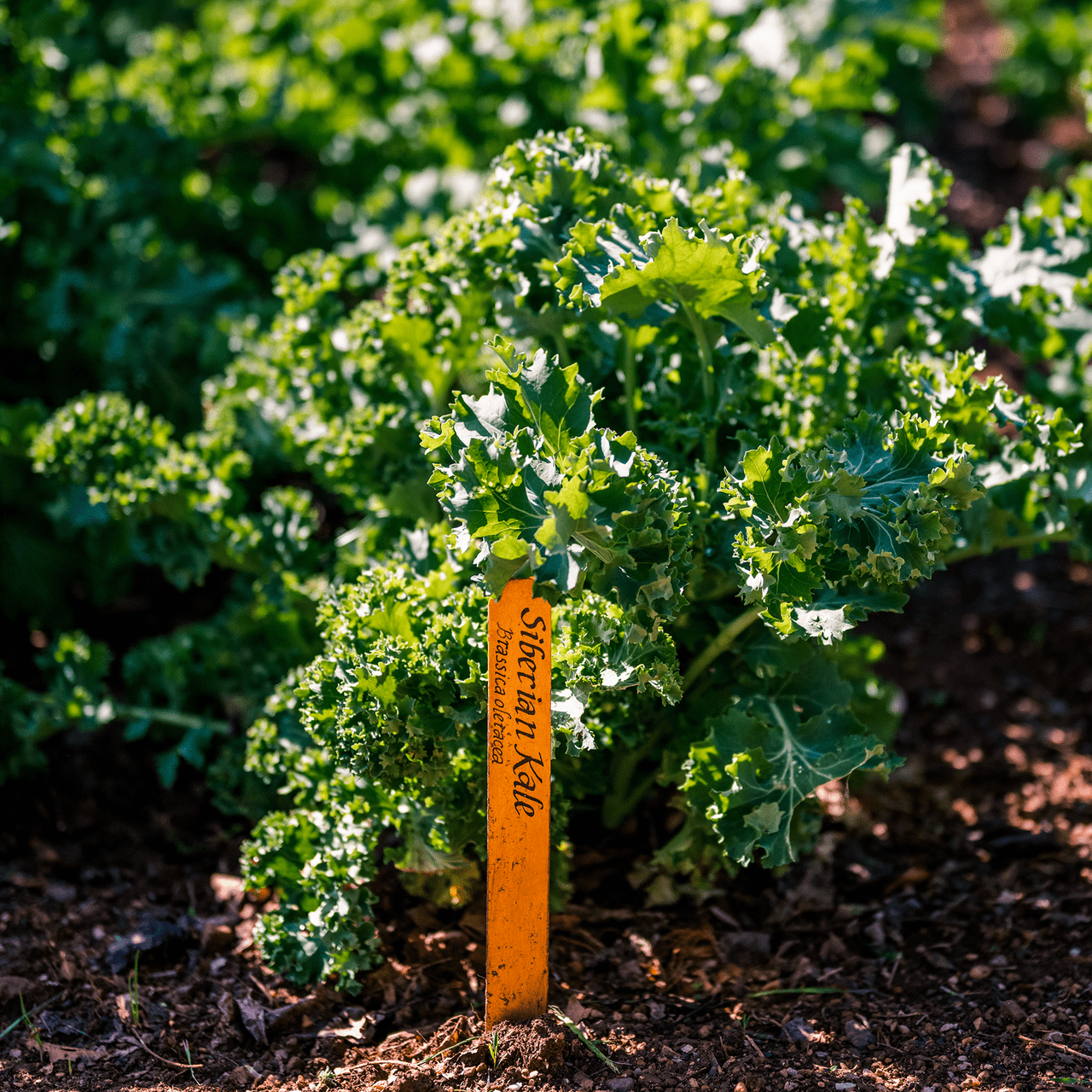 Early Curled Siberian Kale Seeds (Brassica napus var. pabularia cv.) - Shop-orias