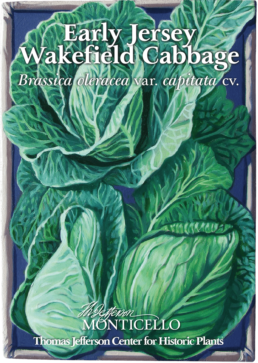 Early Jersey Wakefield Cabbage Seeds (Brassica oleracea var. capitata cv.) - Shop-orias