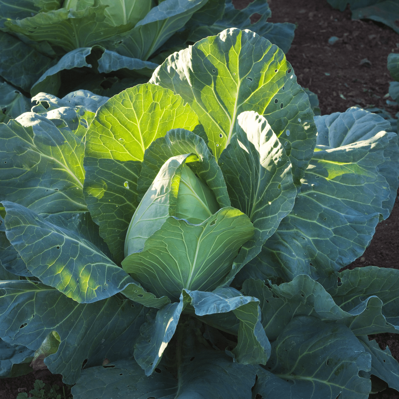 Early Jersey Wakefield Cabbage Seeds (Brassica oleracea var. capitata cv.) - Shop-orias