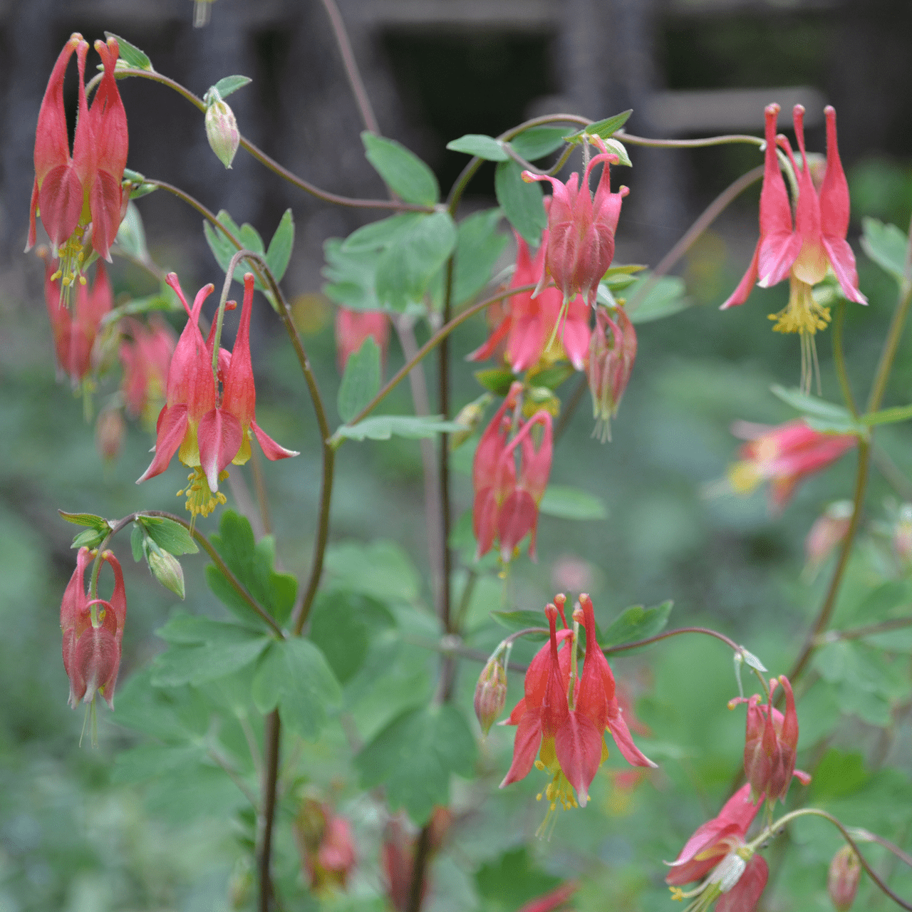 Eastern Red Columbine Seeds (Aquilegia canadensis) - Shop-orias