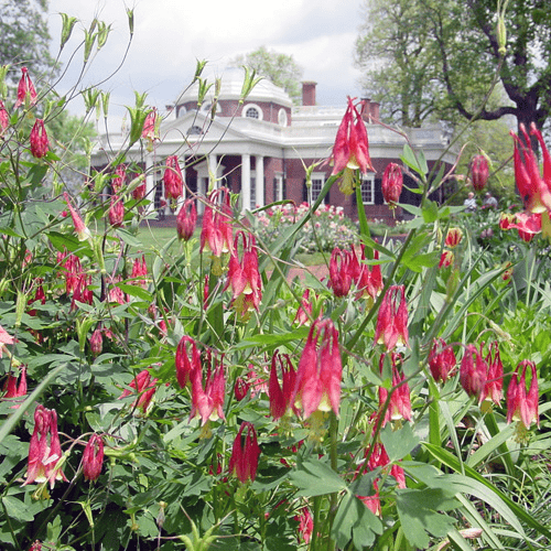 Eastern Red Columbine Seeds (Aquilegia canadensis) - Shop-orias