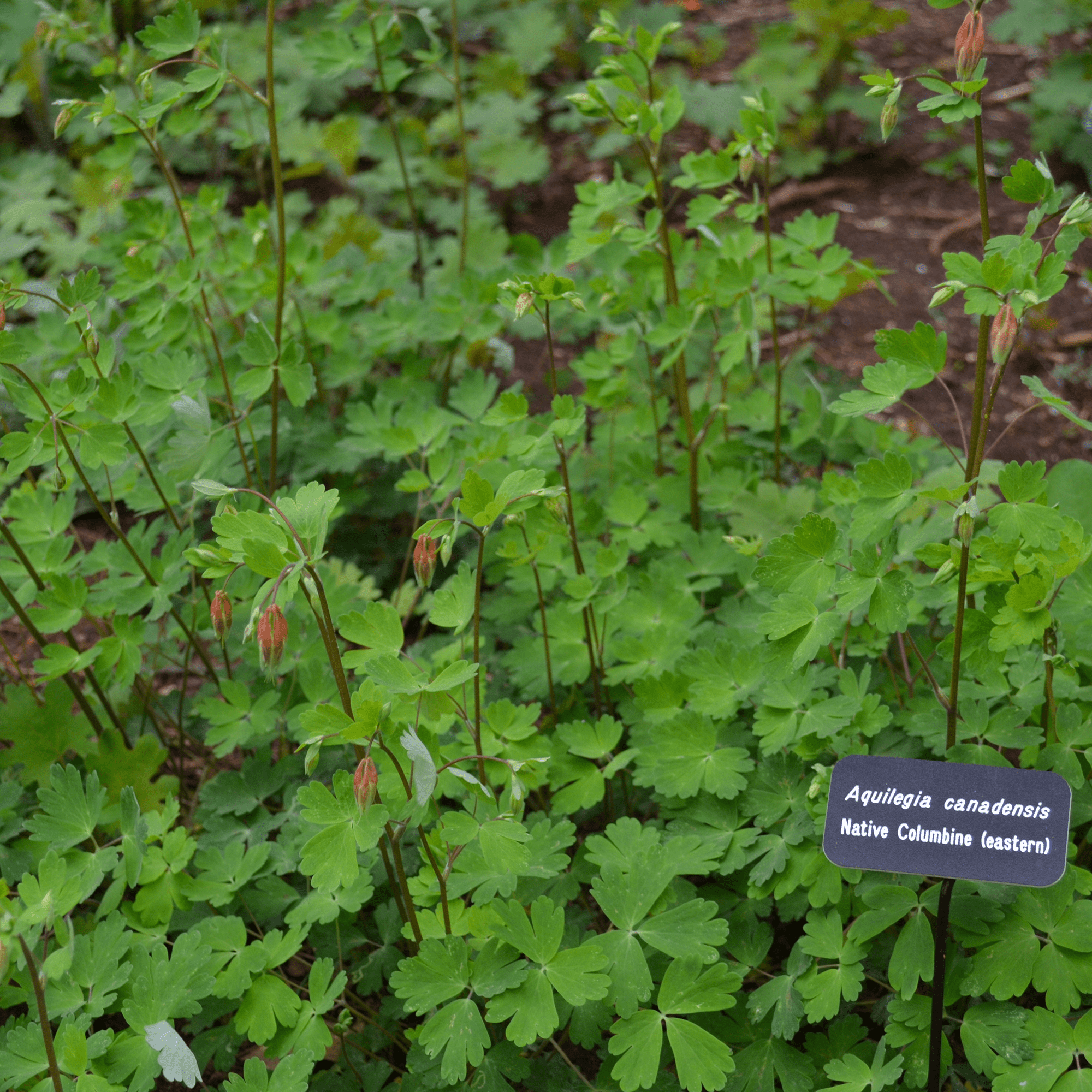 Eastern Red Columbine Seeds (Aquilegia canadensis) - Shop-orias