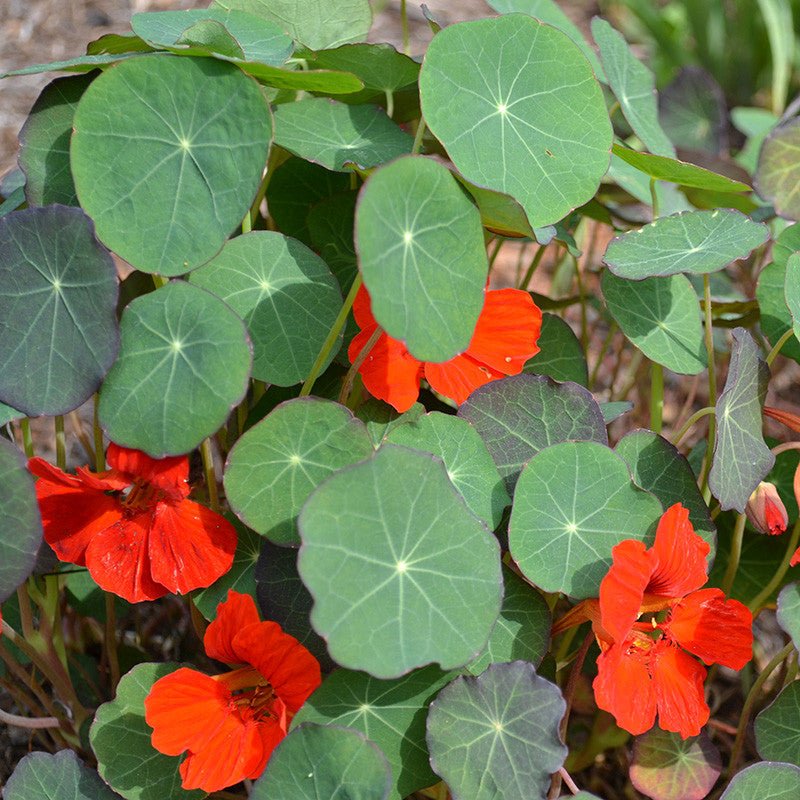 Empress of India Nasturtium Seeds (Tropaeolum minus cv.) - Shop-orias