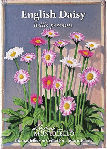 English Daisy Seeds (Bellis perennis) - Shop-orias