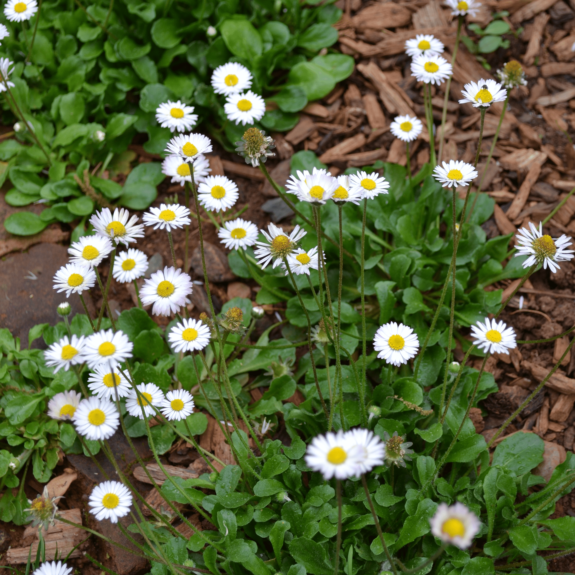 English Daisy Seeds (Bellis perennis) - Shop-orias