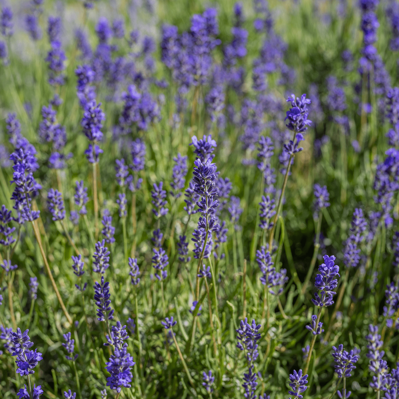 English Lavender Seeds (Lavandula angustifolia) - Shop-orias