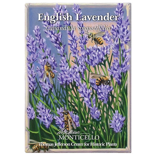 English Lavender Seeds (Lavandula angustifolia) - Shop-orias