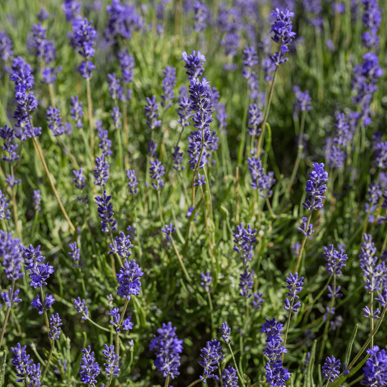 English Lavender Seeds (Lavandula angustifolia) - Shop-orias