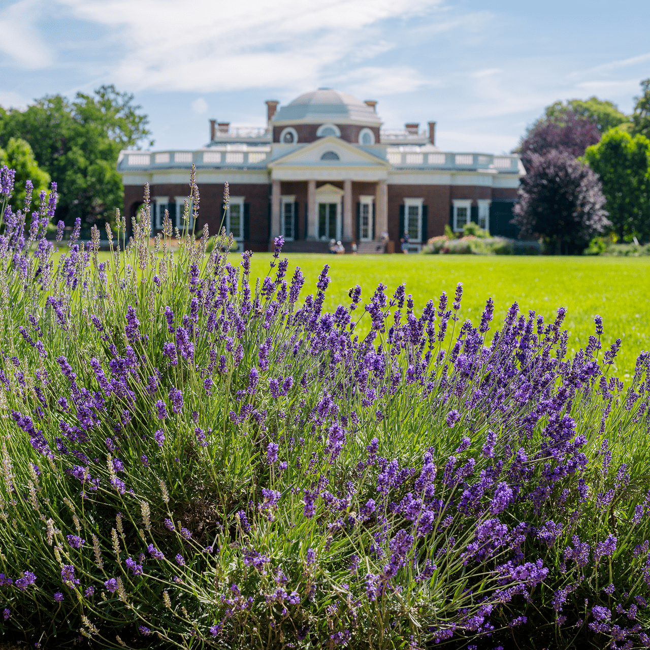 English Lavender Seeds (Lavandula angustifolia) - Shop-orias