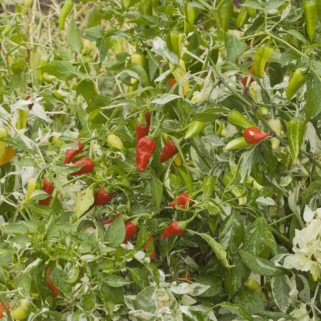 Fish Pepper Seeds (Capsicum annuum) - Shop-orias