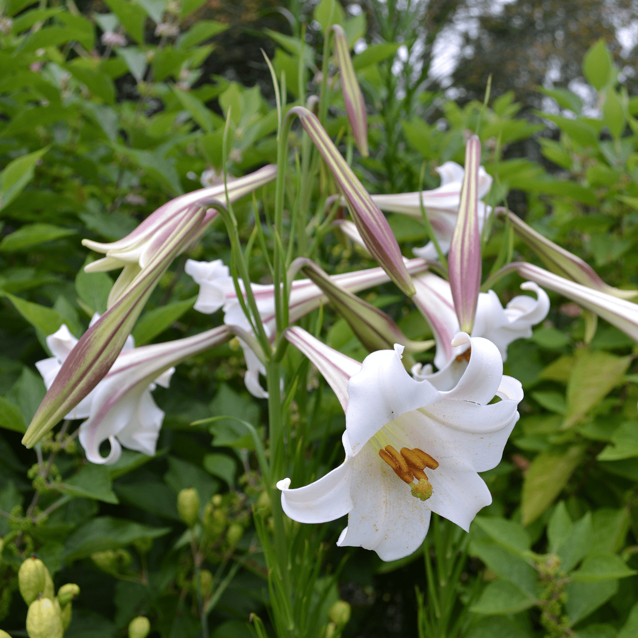 Formosa Lily Seeds (Lilium formosanum) - Shop-orias